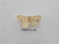 藏品(尺蛾262)的圖片